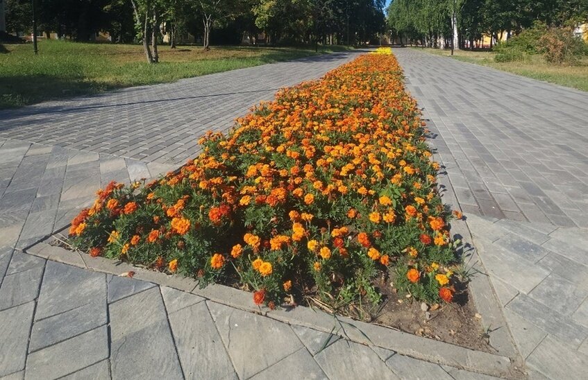 Саровские коммунальщики высадят 100 тысяч цветов