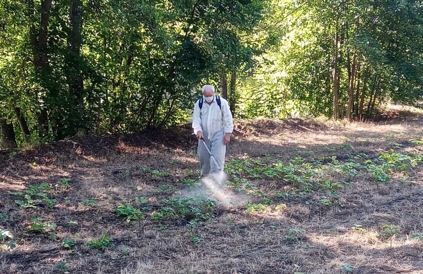 Обработка от борщевика пройдет в парке имени Зернова и на набережной