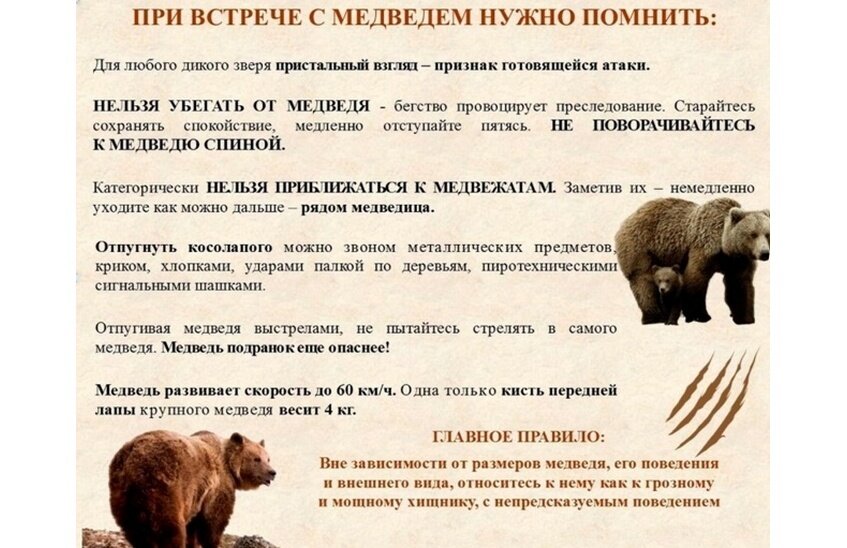 Медведь замечен в черте Сарова