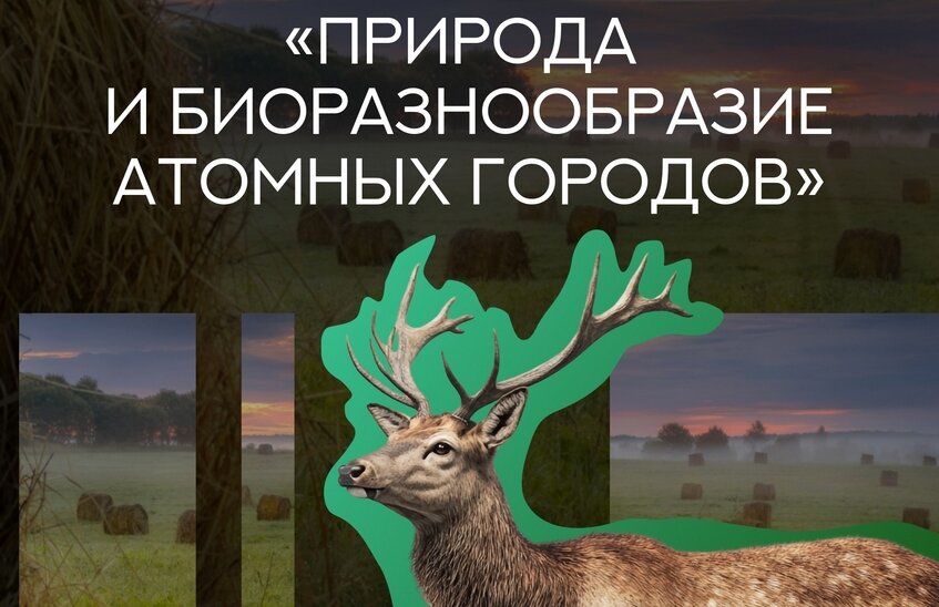 Саровчане могут принять участие в фотоконкурсе фестиваля «Золотая черепаха»