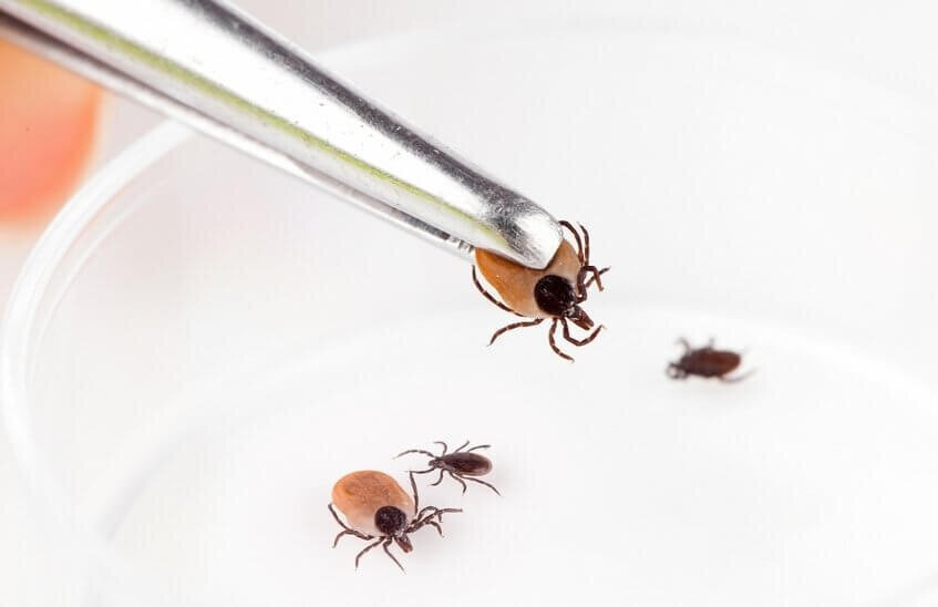 19 саровчан пострадали от укусов клещей за неделю