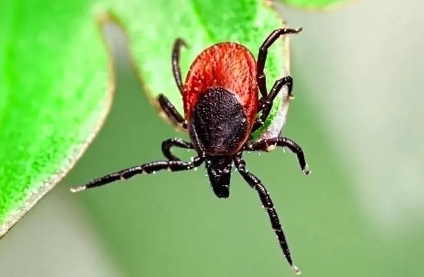 447 случаев присасывания клещей произошло в Сарове за год