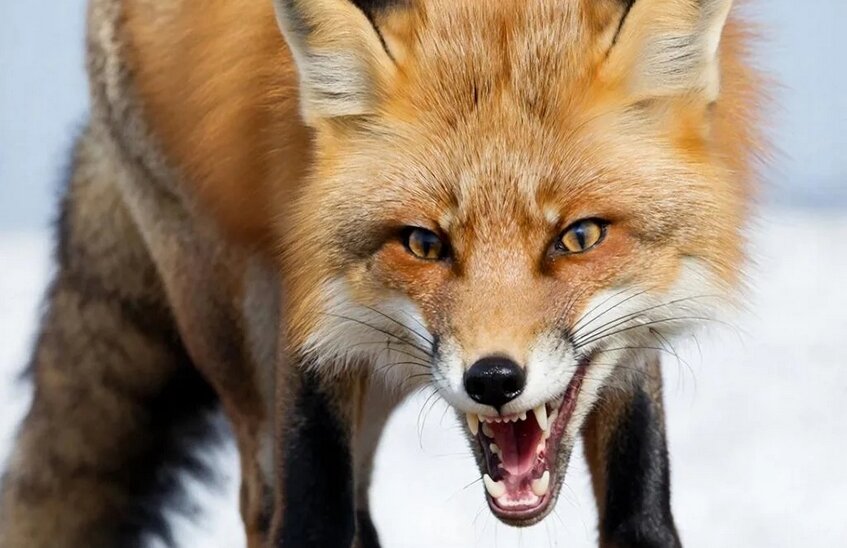 Рысь и лиса покусали саровчан