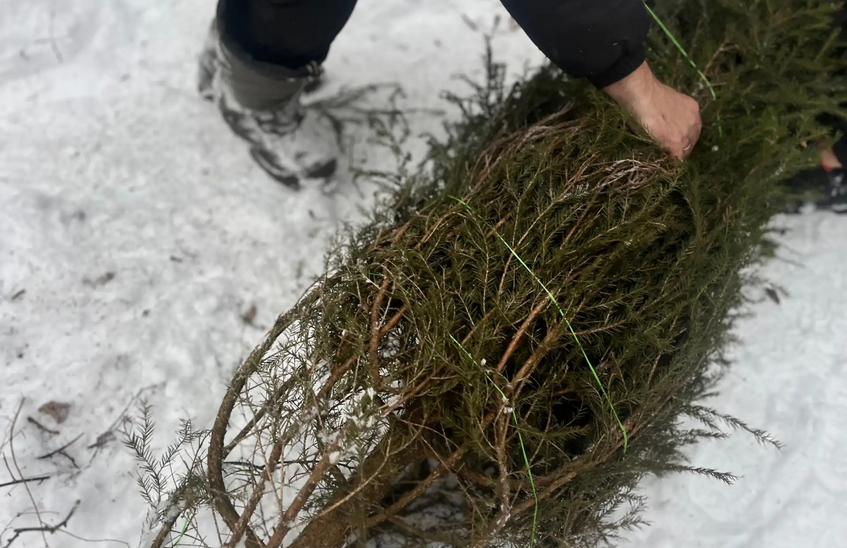 Акция по утилизации новогодних елей запущена в регионе