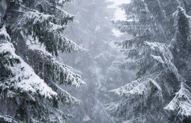 Лесники просят саровчан воздержаться от прогулок по лесу