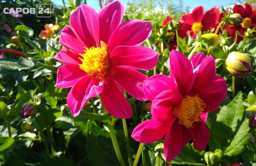 100 тысяч цветов украсят Саров